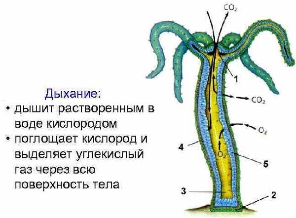 2krn cc что это